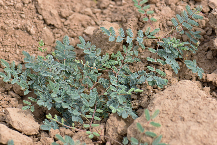 Indian Rushpea or Hog Potato grows up to a foot (30 cm) or so but often is a low-growing plant whose flowering stalks usually grow upward. This plant grows up to 5,000 feet (1524 m) in elevation. Hoffmannseggia glauca 